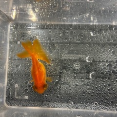 蝶尾金魚3匹 の画像