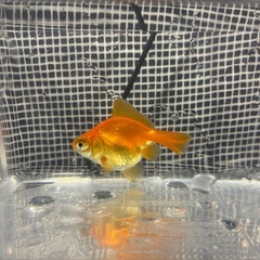 蝶尾金魚3匹 の画像