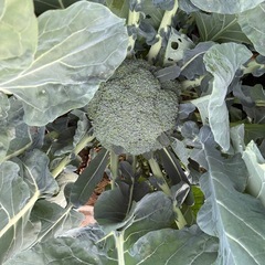 採れたて野菜の画像