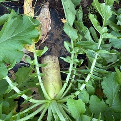 採れたて野菜の画像