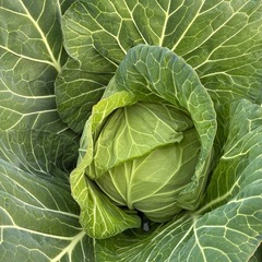 採れたて野菜の画像