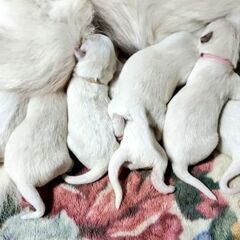 子犬の里親募集(一時停止中)