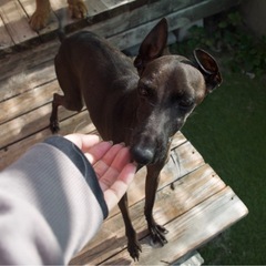 イタリアングレーハウンド