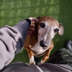 イタリアングレーハウンド