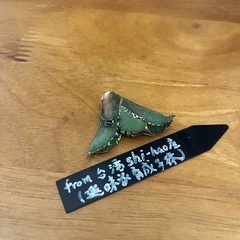 アガベ　king子株(皇冠同一品種)002の画像