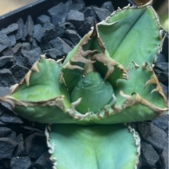 アガベ　king子株(皇冠同一品種)002の画像