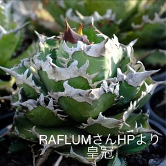 アガベ　king子株(皇冠同一品種)002の画像