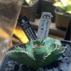 アガベ　king子株(皇冠同一品種)002の画像