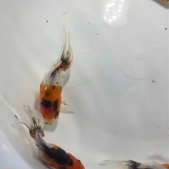 東錦　金魚の画像