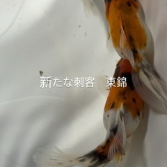 東錦　金魚の画像