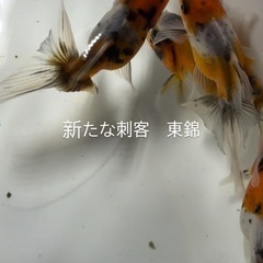 東錦　金魚の画像