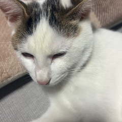 子猫の里親募集中‼️