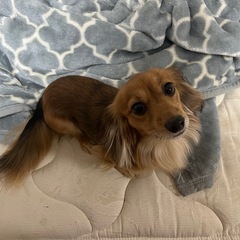 ダックスmix 男の子