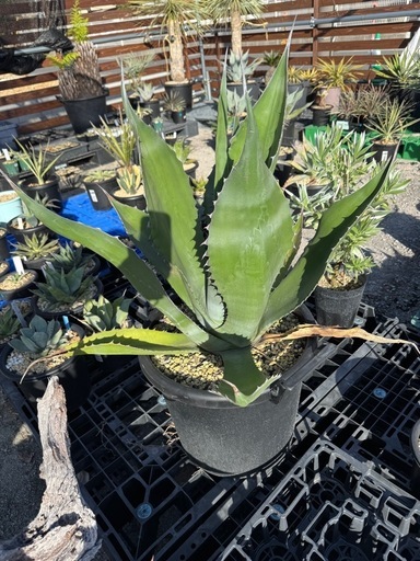 アガベ　フェロックス　ブラック