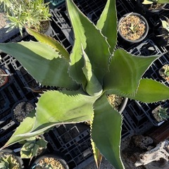 アガベ　フェロックス　ブラックの画像