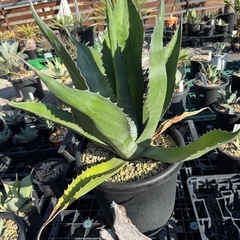 アガベ　フェロックス　ブラックの画像