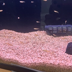 GEX ベストサンド 6ℓの画像