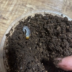 ミヤマクワガタ　幼虫の画像