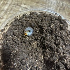 ミヤマクワガタ　幼虫の画像