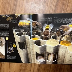 虫の図鑑の画像