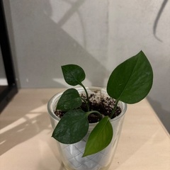 観葉植物各種の画像