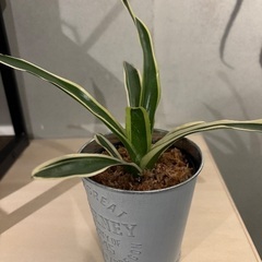 観葉植物各種の画像
