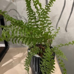 観葉植物各種の画像