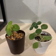 観葉植物各種の画像