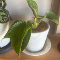 観葉植物　4鉢
の画像