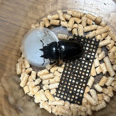 タランドゥスオオツヤクワガタ　ペア　大型ホワイトアイ血統の画像