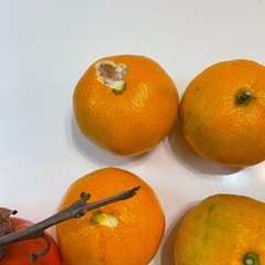 みかん6個と柿2個の画像