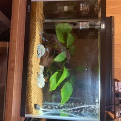 水槽セットの画像