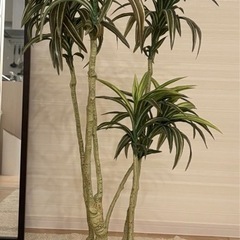 フェイクグリーン　ドラセナ　130-140cmの画像