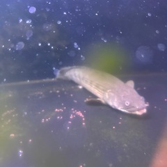 大型熱帯魚の画像