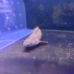 大型熱帯魚の画像