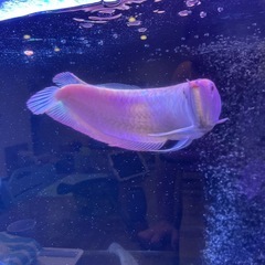 大型熱帯魚の画像