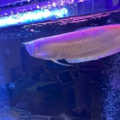 大型熱帯魚の画像