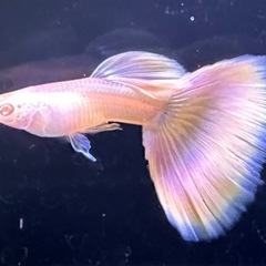 RREAモスコーピンク 幼魚 5ペア+おまけの画像