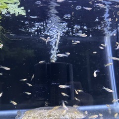 RREAモスコーピンク 幼魚 5ペア+おまけの画像