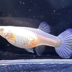 RREAモスコーピンク 幼魚 5ペア+おまけの画像