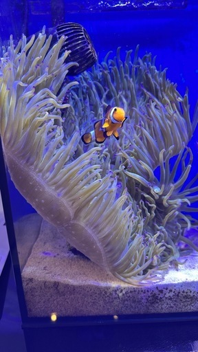 シライトイソギンチャク　#海水生体　#海水魚　#水槽