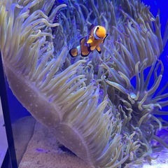 シライトイソギンチャク　#海水生体　#海水魚　#水槽の画像