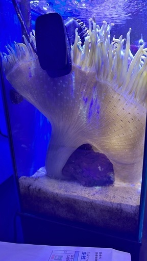 シライトイソギンチャク　#海水生体　#海水魚　#水槽
