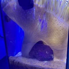 シライトイソギンチャク　#海水生体　#海水魚　#水槽の画像