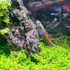 ニジイロボウズハゼ　熱帯魚の画像