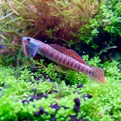 ニジイロボウズハゼ　熱帯魚の画像