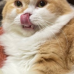 ブリーダー廃業の為の保護になります。