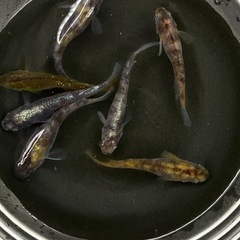 【優雅】黄白虎メダカ7匹の画像