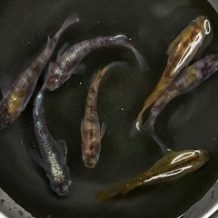 【優雅】黄白虎メダカ7匹の画像