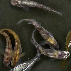 【優雅】黄白虎メダカ7匹の画像